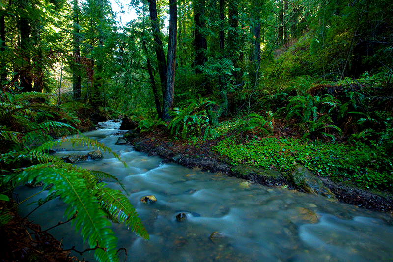 Purisima creek redwoods